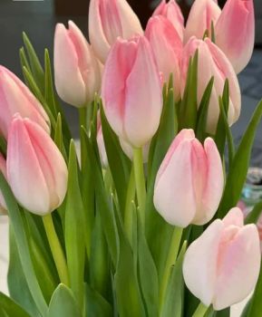 Elegant Pink Tulip Wedding Flower Bouquet for Wholesale Purchase - Kunming Gold Petal Co., Ltd. - China