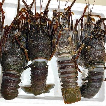 Frozen Lobster Tail Collection Featuring Rich Natural Flavor Tender Texture And Dependable International Supply from TOSOH INTERNATIONAL Frozen Lobster Tail Collection Featuring Rich Natural Flavor Tender Texture And Dependable International Supply - TOSOH INTERNATIONAL - South Africa