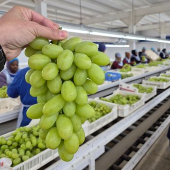 Fresh Thompson Grapes From South Africa Premium class 1 export quality grades available from NINE FRUITS EXPORTS (PTY) LTD Fresh Thompson Grapes From South Africa Premium class 1 export quality grades available - NINE FRUITS EXPORTS (PTY) LTD - South Africa