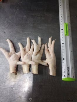 ROZPED GLOBAL Sp. z o.o. - Frozen chicken paws , GACC approved - rozped global - Poland