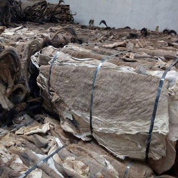 Donkey Hides, Affordable High Quality, Wholesale Bulk Orders Type Donkey Hide Form Dried / Salted Texture High Quality Grade A / B / Premium - A.C.P. AGRICULTURE COMPANY LIMITED - Thailand