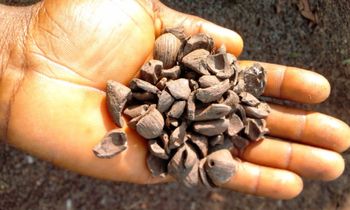 Palm Canel Shell - chizaraminterprice - Nigeria