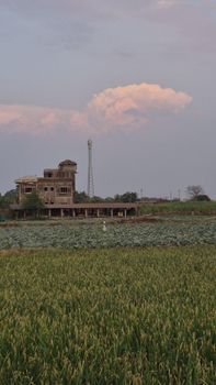 Bottle gourd - Vande Mataram - India