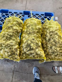 Fresh ginger 20kg net 21kg gross season 2026 size 100 up Form Whole Delivery Form Bag Freshness Level Fresh - Hanbian - Vietnam