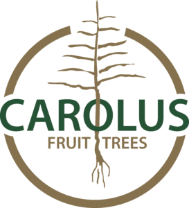 Product - CAROLUS TREES BV HEUVELSTRAAT - Global