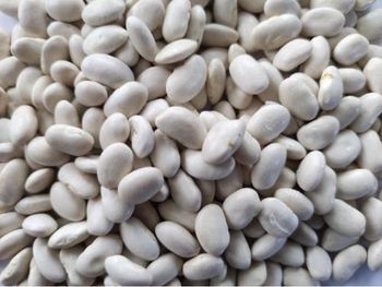 White Beans – product photo, Dried White Beans products found from trusted suppliers, wholesalers, manufacturers & exporters Listing