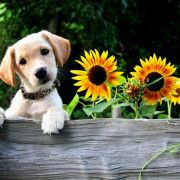Product - Sunflower Veterinary Service - United States