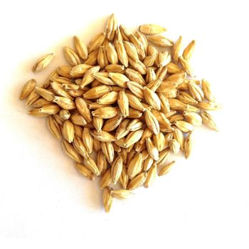 Malt Barley Premium Quality Available At Discount Price For Wholesale Buyers - MASI TRADING GMBH - Germany