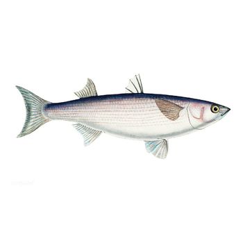 frozen grey mullet fish mullet whole fish blue spot fresh seafood wholesale good quality grey mullet fish gutted - BMU TRADING GMBH - Germany