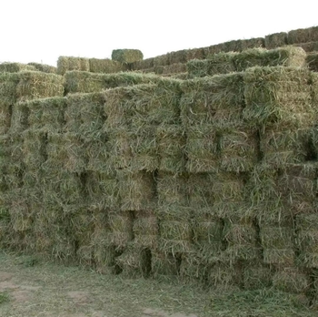 Carefully Dried Timothy Hay For Livestock And Companion Animals With Fresh Fragrance And Uniform Quality - TOSOH INTERNATIONAL - South Africa