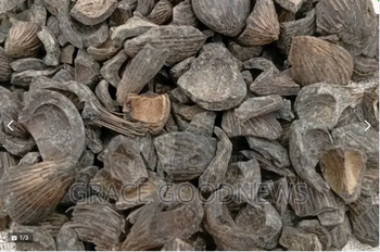 Palm Kennel shell - Abraham - Ghana