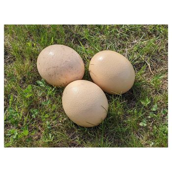 Fast delivery ostrich eggs supplied for factory direct wholesale sourcing - Koto Global Trade SPRL - Belgium