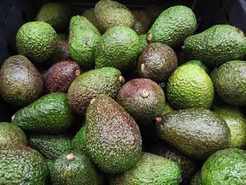Avocados Color Green Pallet Count 7 Pallets Fruit Pallet Count 3 Pallets Stock Status Ready Stock - Fresh Avocados  - United Arab Emirates