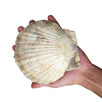 Custom Handmade Natural Big Cockle Shell Aromatherapy Candle For Wedding Decor Coastal Home Decor Craft Seashells ANGLE - VIET D.E.L.T.A INDUSTRIAL CO., LTD - Vietnam