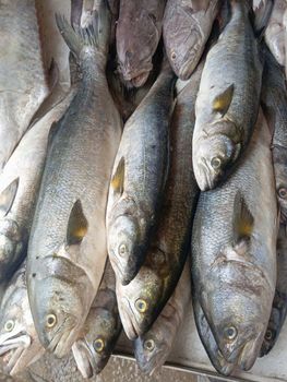 Frozen Atlantic Mackerel — Premium Wild Caught - Ronaq Al Atlas - Mauritania