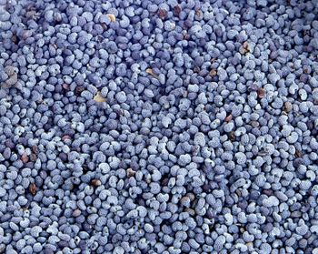 BLUE POPPY SEEDS Style Dried Shape Powder Brand Name H2B Weight (kg) 0.1 Model Number 247 Drying Process AD Color Black and - General Agric Limited Partnership - Thailand