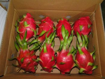 Song Nam ITD expands Vietnamese fresh dragon fruit export business in India. - Song Nam ITD Co.,LTD - Vietnam