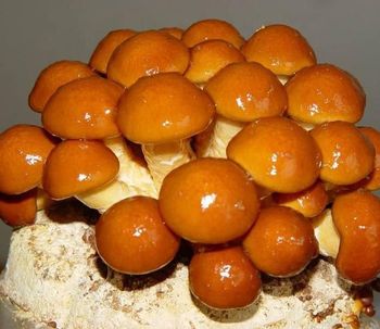 supply BRC certified IQF frozen nameko mushroom good quality hot sale - Qingdao DSF Foodstuff Co., Ltd. - China