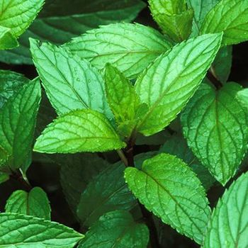 Peppermint - Lawana and Sons Supplies - South Africa