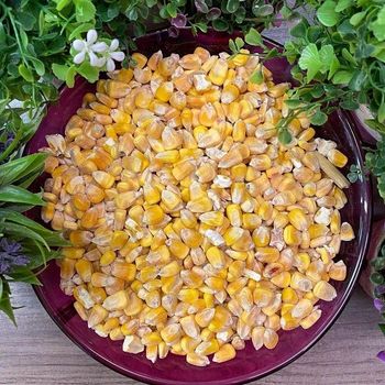 Natural Animal Feed Maize Corn Maize for Cattle and Poultry Feed Yellow Corn Price Yellow Corn - TRADECENTRIC LLC - United States