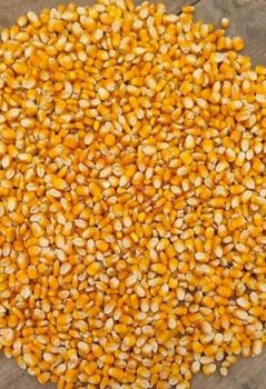 GMO or NON GMO CORN / MAIZE /Yellow Corn & White Corn Maize for Human & Animal Feed - PEACE PRODUCTS LIMITED - United Kingdom