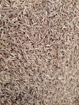 Cumin - RIDDHI FOOD PRODUCTS - India