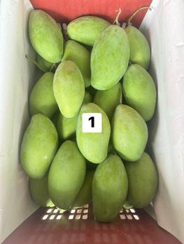Thai Mango (Kaew Kamin) - Ermin Management Co.,Ltd. - Thailand