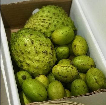  High-Quality Soursop Fruit Products - Fresh, Frozen, and Puree -  CALIPSO POLSKA SP Z OO  - Poland