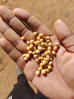 Non GMO Soybean from HACP SOLUTIONS LTD Non GMO Soybean - HACP SOLUTIONS LTD - Tanzania
