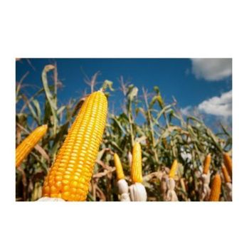 Fresh Sweet Corn Yellow Corn on Cob Farm Fresh Premium Quality Wholesale - senesie mfg llc - United States