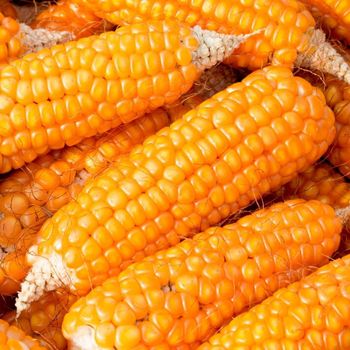 Natural Yellow Corn Grain For Animal Nutrition Industrial Processing And Agricultural Import Supply - TOSOH INTERNATIONAL - South Africa
