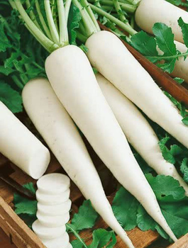 Low price radish bulk supply fresh export grade fast delivery wholesale supply - Mundus Exports Pty Ltd - South Africa