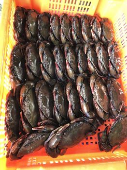Soft Shell Crab (Mud Crab) - Yamada Corporation  - Japan