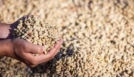 coffee bean ( arabica &robusta – product photo, Roasted Robusta Coffee products found from trusted suppliers, wholesalers, manufacturers & exporters Listing