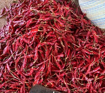 TEJA RED DRY CHILLIS Form Dry Color Red Origin India Packaging 30 KGS Flavor Sharp And Pungent Primary Use Pickles, Chutneys, Curries - hansun exports - India