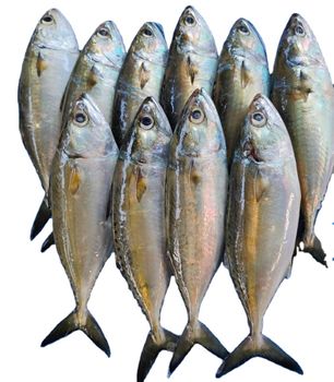 PREMIUM VIETNAMESE INDIAN MACKEREL: FRESH AND SUSTAINABLE Ph Value Na Content Fish Grade Aa, Aaa Ingredients Fish Product Style - TANIS IMPORT & EXPORT COMPANY LIMITED - Vietnam