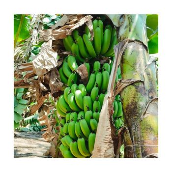 Buy Natural Green Fresh Bananas Affordable Price Fresh Cavendish Bananas Manufacturer From India - ZENITH WORLD - India