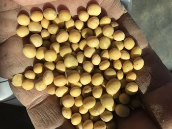 High-Quality Soybean Seeds for Sale Bulk Supply Available Fresh and Pure Seeds for Wholesale and Retail Use - AGRONOVA - United States