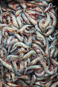 Shrimps and Prawns Type Fresh Packaging Boxes Cultivation Type - ADWA Solutions LLC - United States
