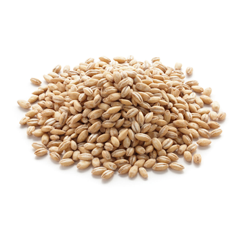 Barley Grains Premium Barley Seeds/Animal feed barley/bulk barley grains Malted Barley Malt grain For Sale -  CALIPSO POLSKA SP Z OO  - Poland