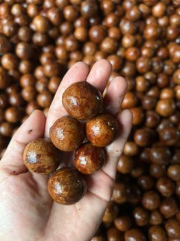 Macadamia - Havigo - Vietnam