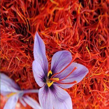 Saffron - Roosh Overseas - India