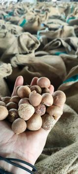 Whole Betelnut Export Grade - Rising Star Commodity Indonesia - Indonesia