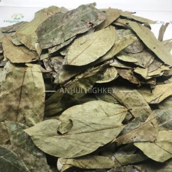 Ci Guo Fan Li Zhi Ye Chinese Herbal Tea Soursop Leaves Dried Guava Leaves - Anhui Highkey Import&Export Co., Ltd. - China