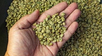 Green Coffee - BACA GLOBAL LLP - India