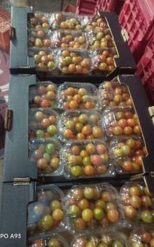 Premium high-quality Egyptian cherry and vine tomatoes available for export. - Saint Maria for export fruit and vegetables - Egypt