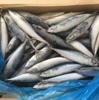 Mackerel Fish - PT LARISH ALACA FORTUNATELY - Indonesia