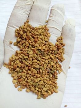 Premium Egyptian Fenugreek Seeds – Bulk Supply – Export Quality - Alostol Spices - Egypt