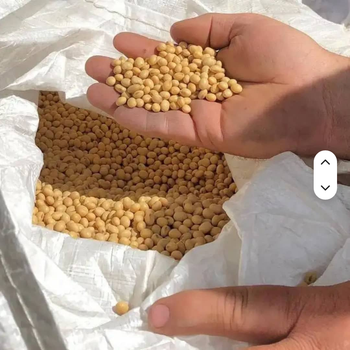Bulk Organic Dried Soybeans Premium Quality Best 25kg 24 Months Shelf Life for Agricultural Trade and Food Processing - AZU EMOBILITY LLC - Canada
