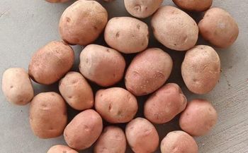 Lady Rosetta Potato (LR Potato) - RAZILITY TRADELON (SMC-Private) Limited - Pakistan